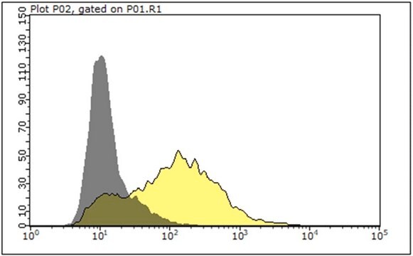 Anti-DARC (CD234) Antibody