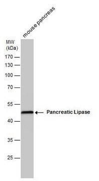 Monoclonal Anti-Pancreatic Lipase antibody produced in mouse clone GT1777, affinity isolated antibody