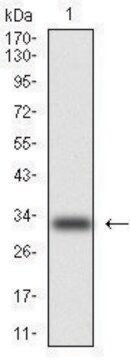 Monoclonal Anti-Cytokeratin 5 antibody produced in mouse clone 2C2, purified immunoglobulin, buffered aqueous solution