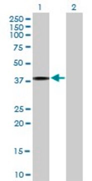 Anti-IL4R antibody produced in mouse purified immunoglobulin, buffered aqueous solution