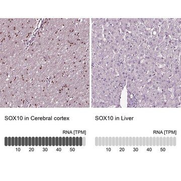 Anty-SOX10 Prestige Antibodies&#174; Powered by Atlas Antibodies, affinity isolated antibody