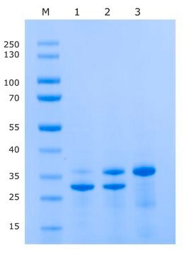 Proteaza IceTEV Histidine tagged recombinant protein, aqueous solution