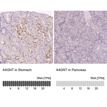 Anti-A4GNT antibody produced in rabbit Prestige Antibodies&#174; Powered by Atlas Antibodies, affinity isolated antibody, buffered aqueous glycerol solution