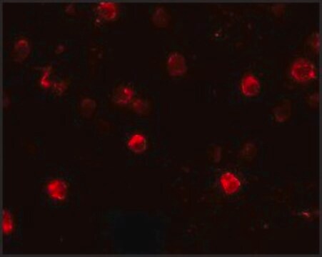 Anti-CD244 antibody produced in rabbit affinity isolated antibody