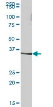 Anti-SDS antibody produced in mouse IgG fraction of antiserum, buffered aqueous solution