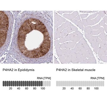 Monoclonal Anti-P4HA2 antibody produced in mouse clone CL0351, Prestige Antibodies&#174; Powered by Atlas Antibodies, purified immunoglobulin, buffered aqueous glycerol solution