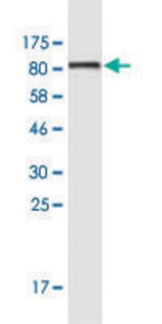 Monoclonal Anti-KRT6B antibody produced in mouse clone 4G9, purified immunoglobulin, buffered aqueous solution