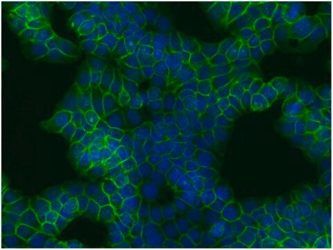 Monoclonal Anti-betaCatenin antibody produced in mouse clone EM-22