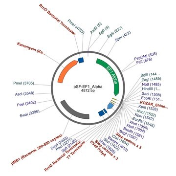 PSF-EF1 ALFA - PLAZMID PROMOTORA CZYNNIKA ELONGACJI ALFA plasmid vector for molecular cloning