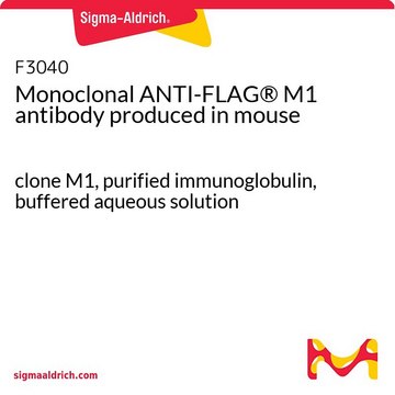 Monoklonaler ANTI-FLAG&#174;-M1-Antikörper in Maus hergestellte Antikörper clone M1, purified immunoglobulin, buffered aqueous solution