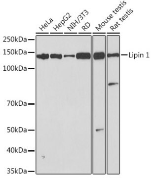 Anti-Lipin 1 Antibody, clone 4Y2U3, Rabbit Monoclonal