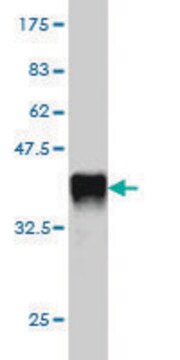 Monoclonal Anti-APOL3 antibody produced in mouse clone 4E5, purified immunoglobulin, buffered aqueous solution