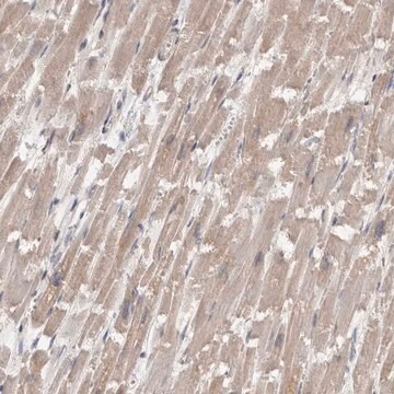 Anti-FHOD3 antibody produced in rabbit Prestige Antibodies&#174; Powered by Atlas Antibodies, affinity isolated antibody, buffered aqueous glycerol solution, Ab2