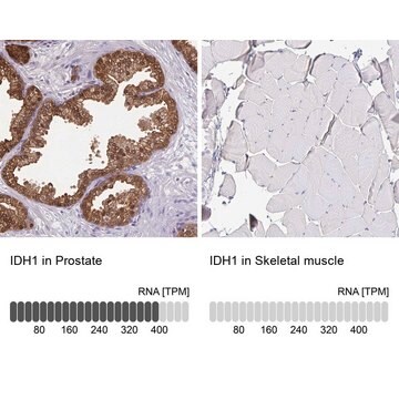 Anti-IDH1 antibody produced in rabbit Prestige Antibodies&#174; Powered by Atlas Antibodies, affinity isolated antibody, buffered aqueous glycerol solution