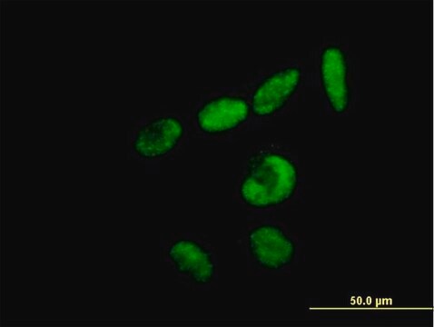 Anti-RBM15 antibody produced in mouse IgG fraction of antiserum, buffered aqueous solution