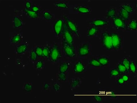 Monoclonal Anti-HDAC5 antibody produced in mouse clone 4G2, purified immunoglobulin, buffered aqueous solution