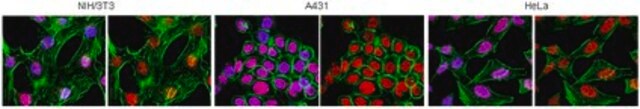 抗组蛋白Macro H2A.1抗体 from rabbit, purified by affinity chromatography