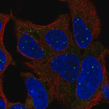 Anti-TBX1 antibody produced in rabbit Prestige Antibodies&#174; Powered by Atlas Antibodies, affinity isolated antibody