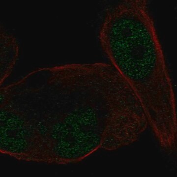 Anti-NR3C2 antibody produced in rabbit Prestige Antibodies&#174; Powered by Atlas Antibodies, affinity isolated antibody