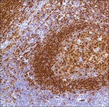 Anti-PAX-5 antibody, Rabbit monoclonal clone SP34, recombinant, expressed in proprietary host, affinity isolated antibody