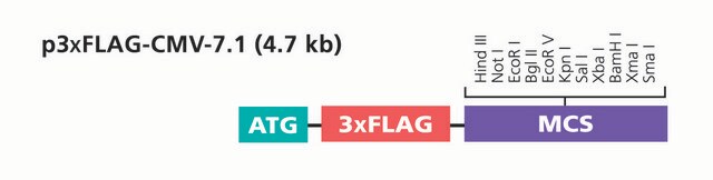 p3XFLAG-CMV&#8482;-7.1 Expression Vector shuttle vector for transient expression of N-terminal 3xFLAG