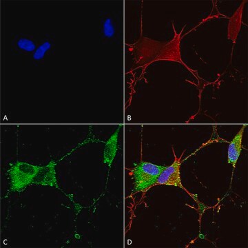 Monoclonal Anti-Ankyrin G - Atto 594 antibody produced in mouse clone S106-20, purified immunoglobulin