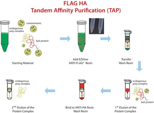 FLAG&#174; HA Tandem Affinity Purification Kit