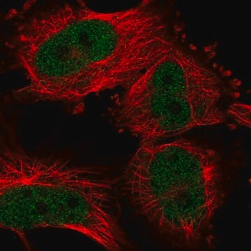 Anti-UHRF2 antibody produced in rabbit Prestige Antibodies&#174; Powered by Atlas Antibodies, affinity isolated antibody, buffered aqueous glycerol solution, Ab2