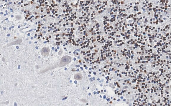 抗DNAポリメラーゼ&#946;抗体 クローン3F21 ZooMAb&#174;ウサギモノクローナル recombinant, expressed in HEK 293 cells