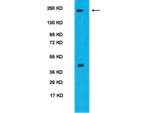 Anti-PER2-Antikörper serum, Chemicon&#174;