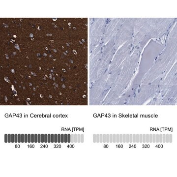 Anti-GAP43 antibody produced in rabbit Prestige Antibodies&#174; Powered by Atlas Antibodies, affinity isolated antibody, buffered aqueous glycerol solution