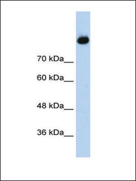 Anti-C2 (AB2) antibody produced in rabbit IgG fraction of antiserum