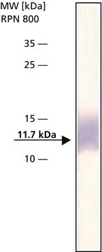 Anty-tioredoksyna IgG fraction of antiserum, buffered aqueous solution