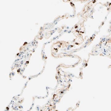 抗CD63 ウサギ宿主抗体 affinity isolated antibody, Prestige Antibodies&#174; Powered by Atlas Antibodies, buffered aqueous glycerol solution