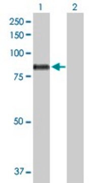 Anti-MARK3 antibody produced in mouse purified immunoglobulin, buffered aqueous solution