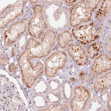 Anti-RMDN2 antibody produced in rabbit Prestige Antibodies&#174; Powered by Atlas Antibodies, affinity isolated antibody, buffered aqueous glycerol solution