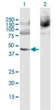 Anti-PPME1 antibody produced in mouse purified immunoglobulin, buffered aqueous solution