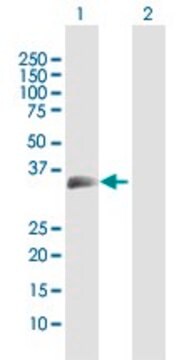 抗MOG抗体 ウサギ宿主抗体 purified immunoglobulin, buffered aqueous solution