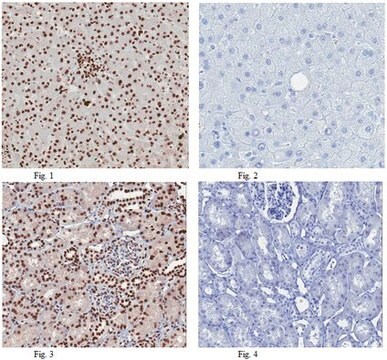 Anti-Histone H2A Antibody from rabbit, purified by affinity chromatography