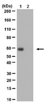 Anticorpo anti-acetil-c-Myc (Lys323) from rabbit, purified by affinity chromatography