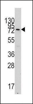 ANTI-VE CADHERIN (CDH5) (N-TERM) antibody produced in rabbit affinity isolated antibody, buffered aqueous solution