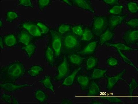 Monoclonal Anti-MAPK12 antibody produced in mouse clone 1B3, purified immunoglobulin, buffered aqueous solution