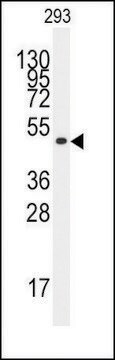 Anti-KLF4 antibody produced in rabbit saturated ammonium sulfate (SAS) precipitated, buffered aqueous solution