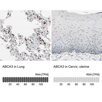 抗ABCA3 ウサギ宿主抗体 Prestige Antibodies&#174; Powered by Atlas Antibodies, affinity isolated antibody, buffered aqueous glycerol solution