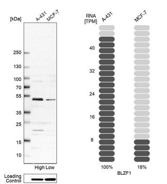 Anti-BLZF1 antibody produced in rabbit Prestige Antibodies&#174; Powered by Atlas Antibodies, affinity isolated antibody, buffered aqueous glycerol solution, Ab1