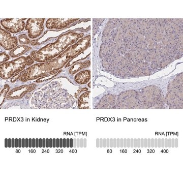 Anti-PRDX3 antibody produced in rabbit Prestige Antibodies&#174; Powered by Atlas Antibodies, affinity isolated antibody, buffered aqueous glycerol solution