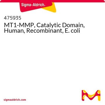 MT1-MMP, domena katalityczna, ludzka, rekombinowana, E. coli