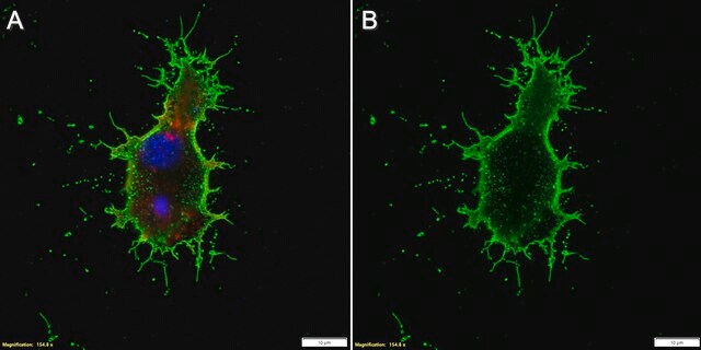 Anti-Oligodendrocytes Antibody, clone CE-1