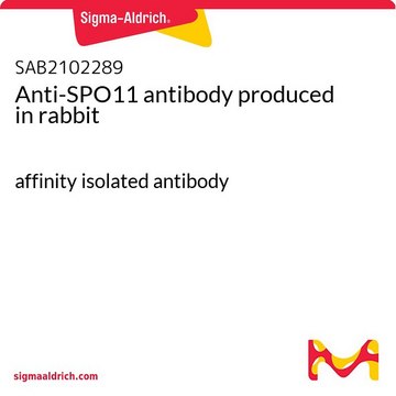 Anti-SPO11 antibody produced in rabbit affinity isolated antibody