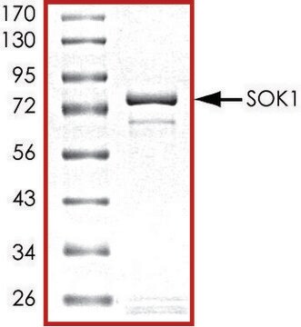 SOK1, active, GST tagged human PRECISIO&#174; Kinase, recombinant, expressed in baculovirus infected Sf9 cells, &#8805;70% (SDS-PAGE), buffered aqueous glycerol solution